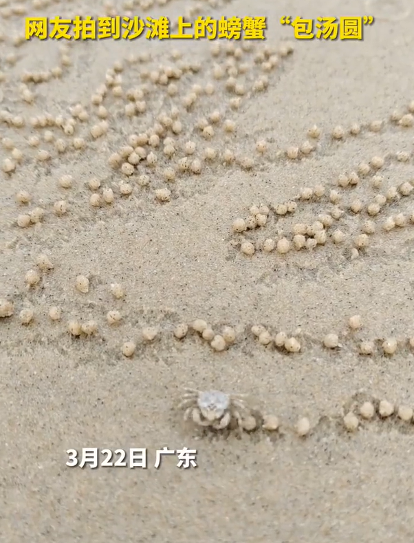 游客偶遇小螃蟹“包汤圆”手速还挺快 网友：让它去上班捏肉丸