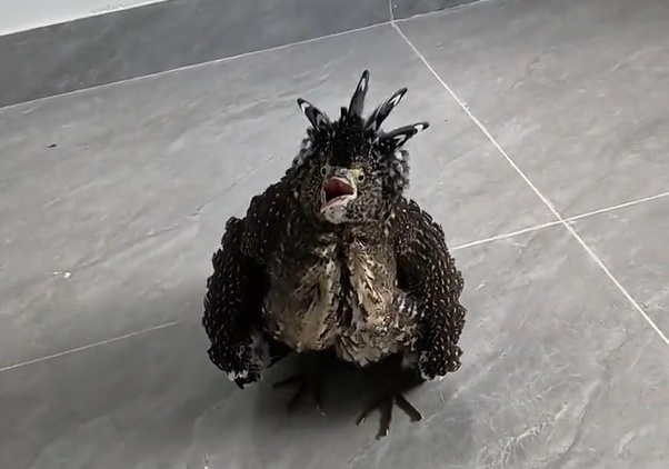 女子捡到怪鸟竟是保护动物 获表扬与奖励