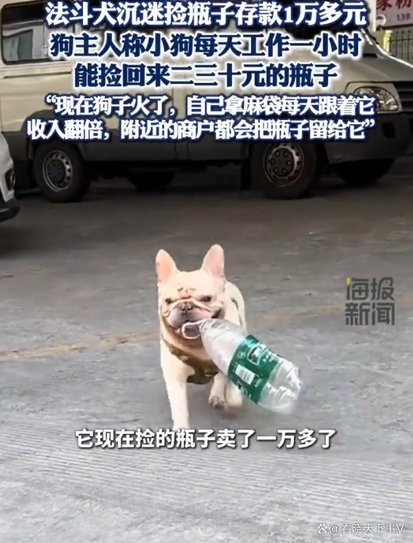 5岁半小狗捡瓶5年攒下万元存款