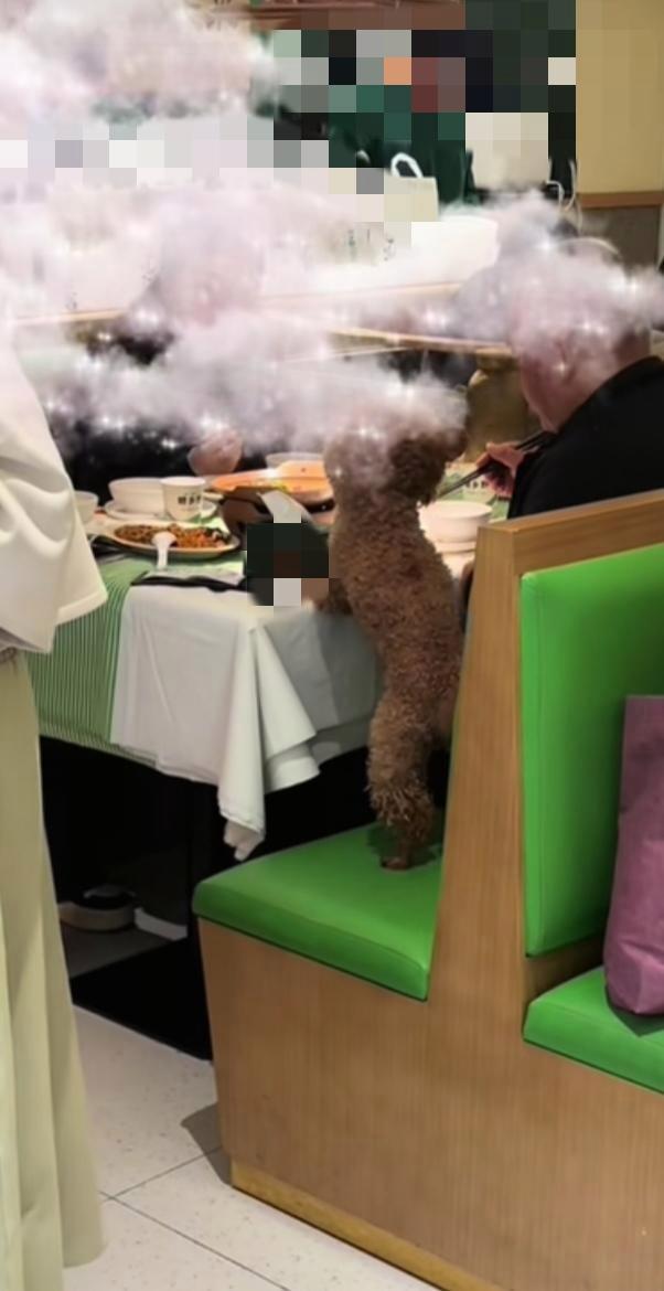 餐馆回应男子带狗上桌吃饭