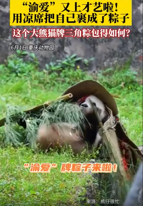 渝爱把自己裹成了粽子提前祝大家端午安康!