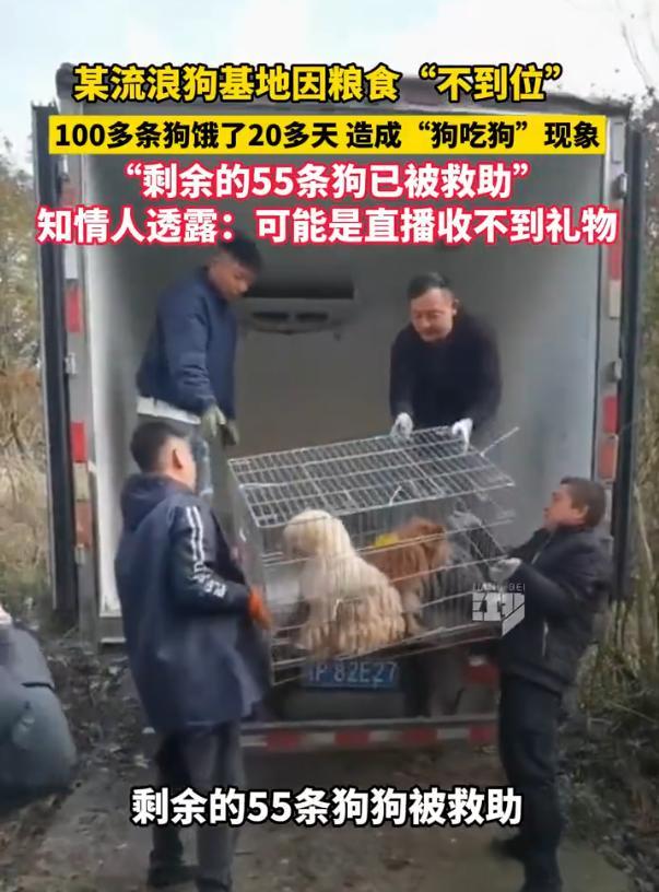 流浪狗基地100多只狗斷糧超20天