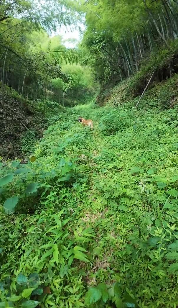 老人深山走失 消防歷十天營救成功 生命奇跡再現(xiàn)