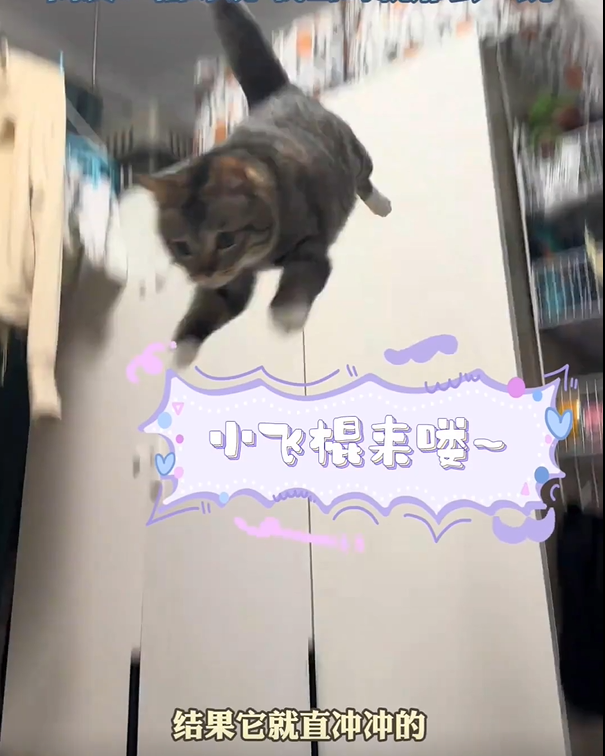 猫咪从高处跳下踩断女子肋骨