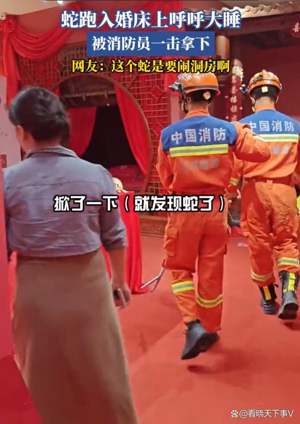 吓人！蛇爬上婚床呼呼大睡，被消防员一把揪出