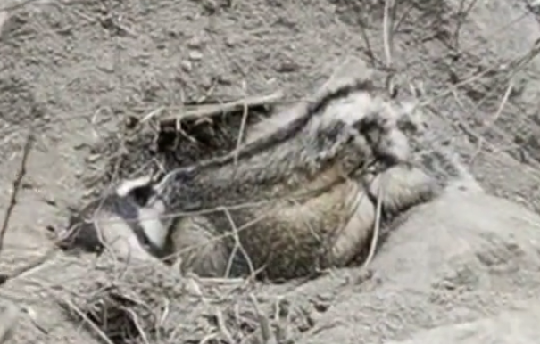 国家二级保护动物狗獾被铁丝网缠住死亡 林业部门：将调查铁丝网来源