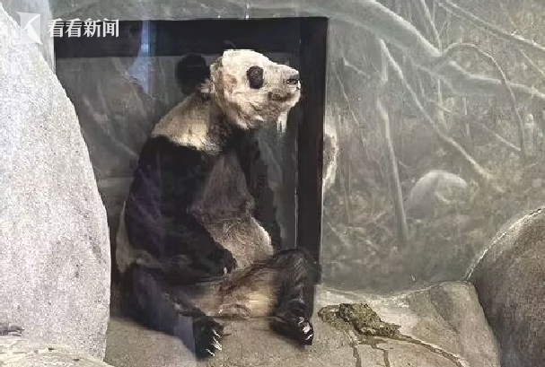 大熊猫丫丫身体状况评估完毕,除毛发脱落外,食欲良好,体重稳定