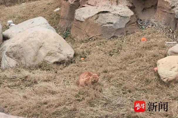 全网接力救援被困动物园小橘猫