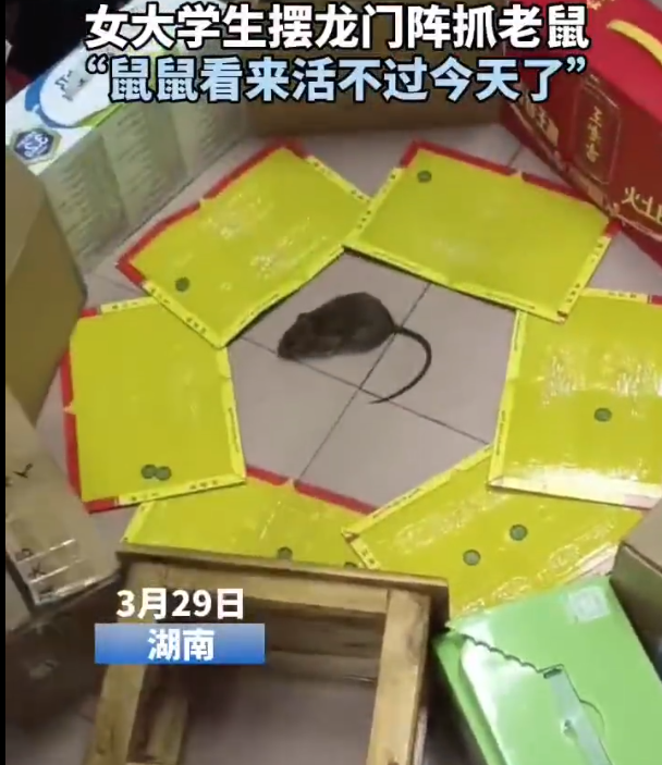 女大学生“粘鼠板摆阵”抓老鼠，网友戏称：“鼠鼠看来活不过今天了”