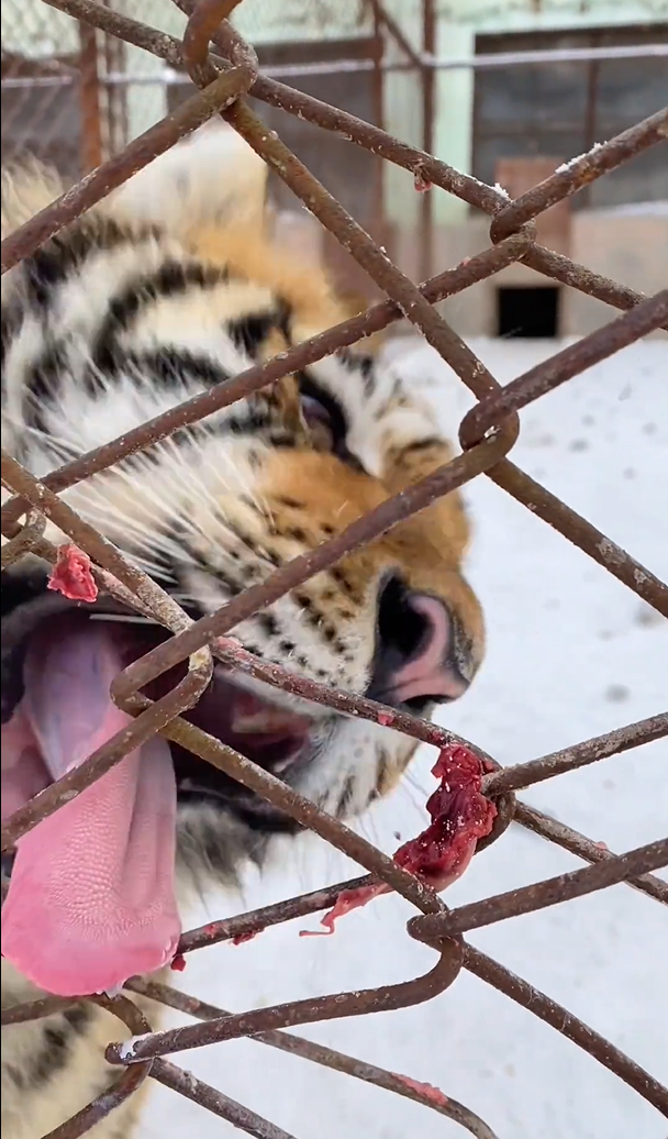 东北虎舔铁舌头被冻住一脸委屈网友突然就对你虎啊这句话有了具象化的