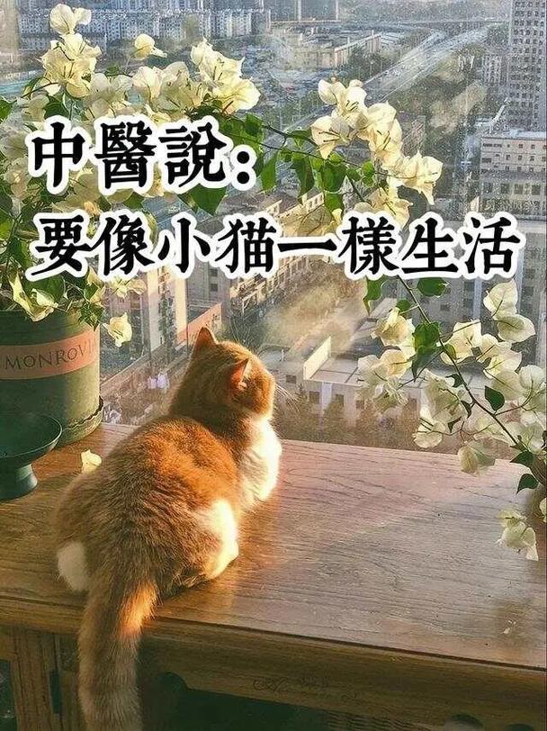 中医建议像小猫一样生活！该怎样调整心态