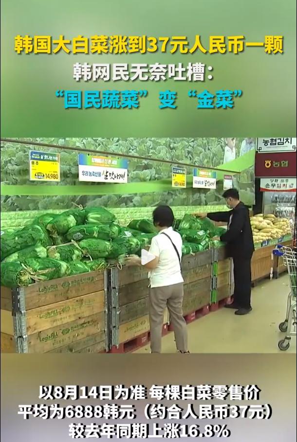 每颗37元 韩国白菜变“金菜”