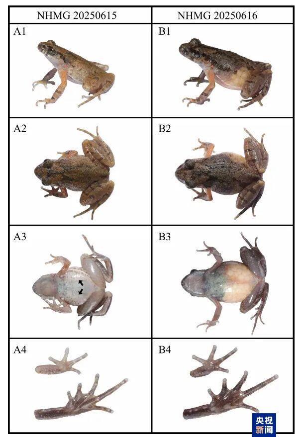 新物种+1 广西发现花坪掌突蟾