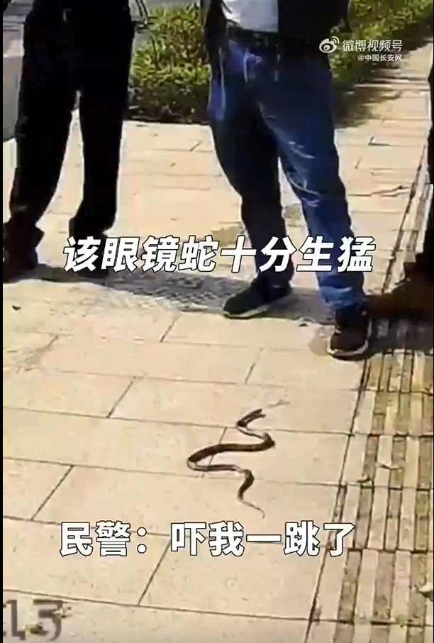 民警从嫌疑人裤兜掏出眼镜蛇！求警察蜀黍的心理阴影面积