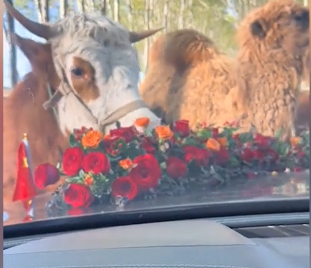 男子开婚车路遇牛和骆驼拦路吃鲜花 被赞牛气冲天