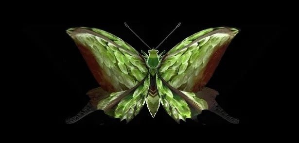 大悲宇宙用算法生成的虚拟蝴蝶