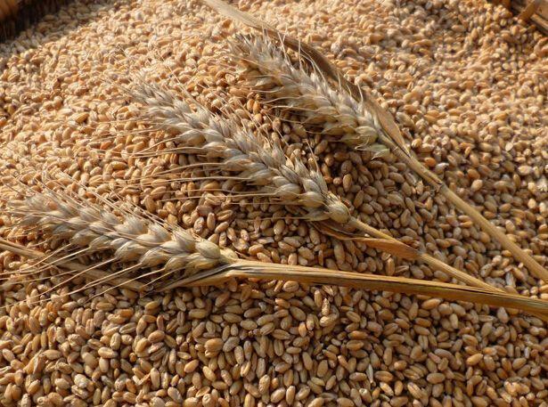 小麦“越涨越猛”！猛烈涨价遍地开花 农户收益现曙光
