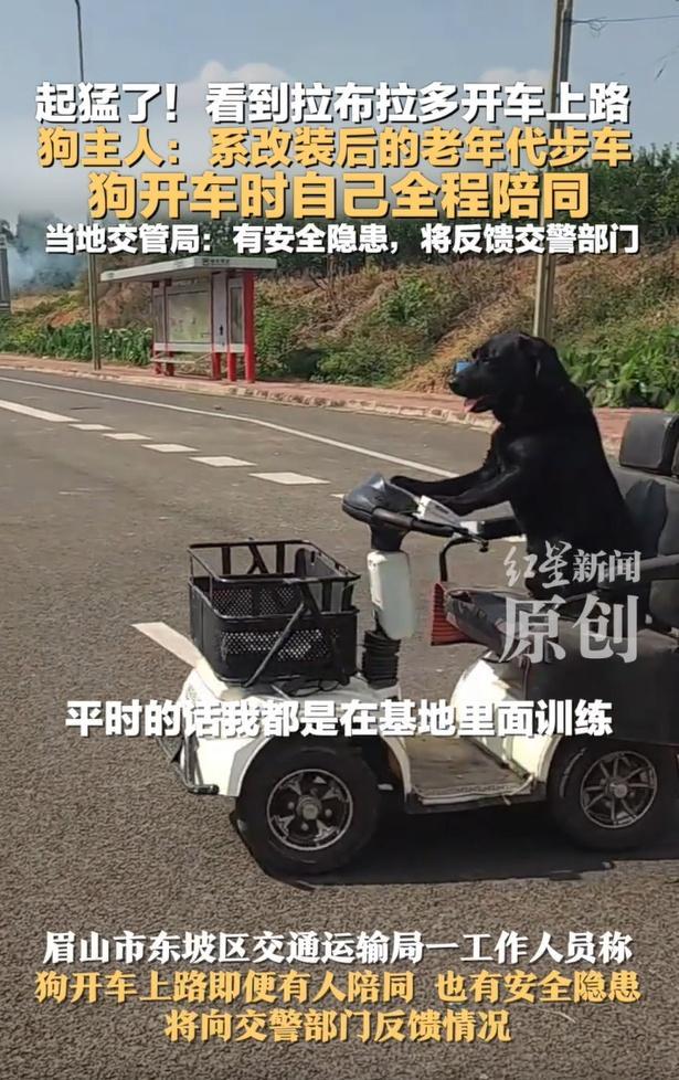 网友拍到一拉布拉多开电动车上路