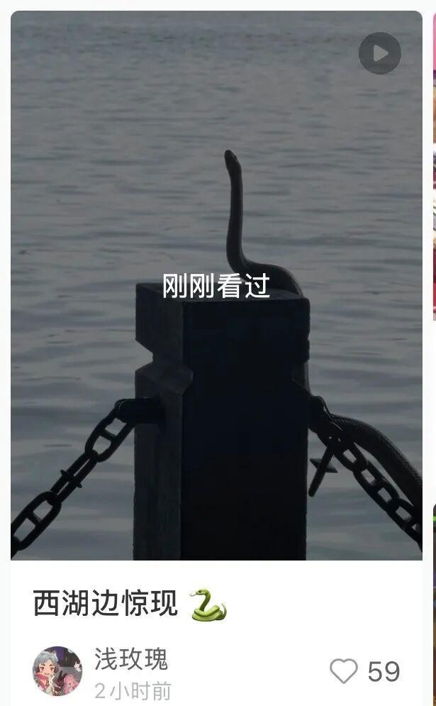 西湖边一条“青蛇”被围观