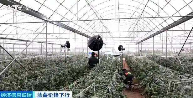 蓝莓价格大跳水了 “按桶论斤”卖成新趋势