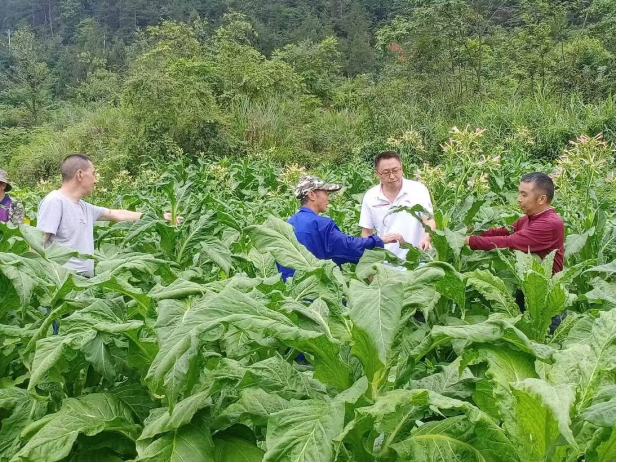 湖北咸丰：乡村振兴，一枝一叶总关情
