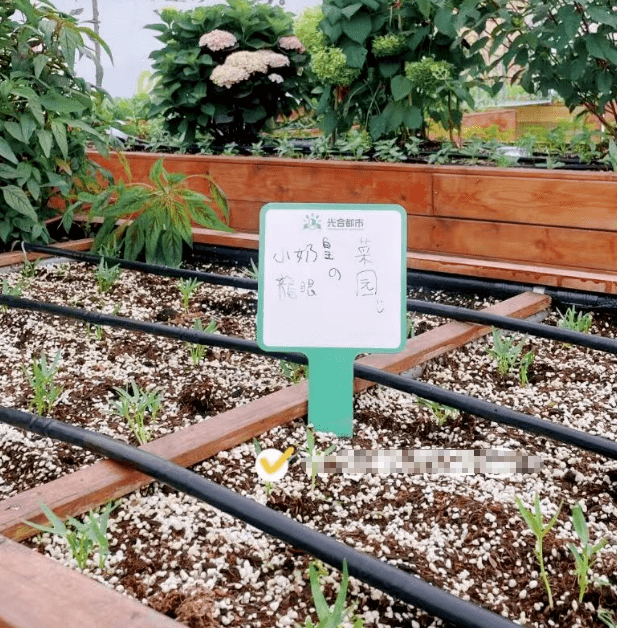 郭碧婷认种菜地，带儿女种菜体验田园生活，太接地气不像豪门媳妇