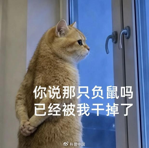 “背手负鼠”火了！什么来头 表情包背后的生存智慧
