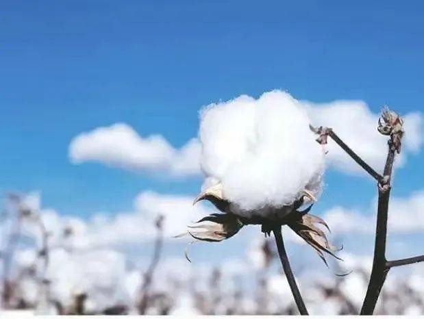 耐克阿迪股价大跌 歧视新疆棉花自酿苦果引火上身