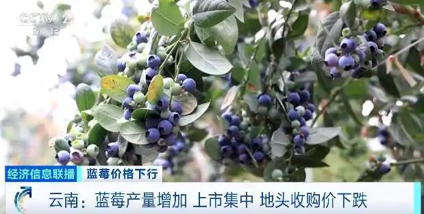 蓝莓价格大跳水了 “按桶论斤”卖成新趋势