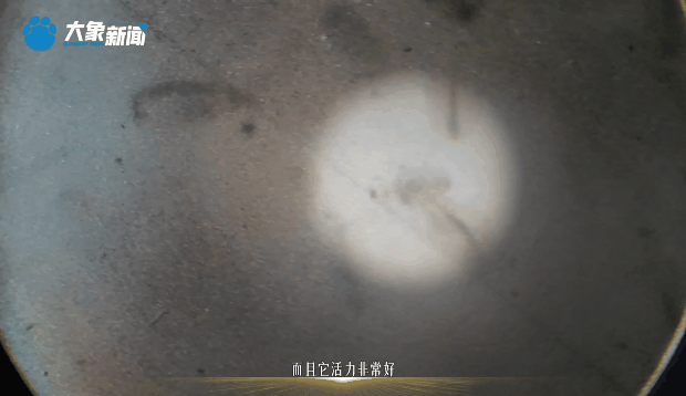 時政微視頻丨黃河更美了