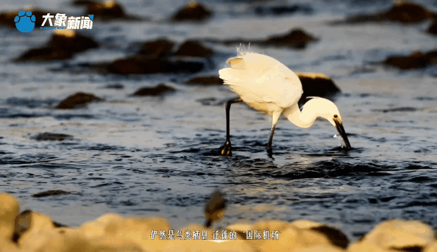 時(shí)政微視頻丨黃河更美了