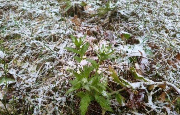 济南下雪啦！寒潮黄色预警生效中，明日最低气温-6℃！山东多地将迎今冬初雪