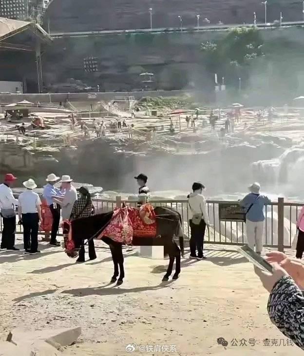 景區(qū)因游客投訴為驢戴上“遮羞套”