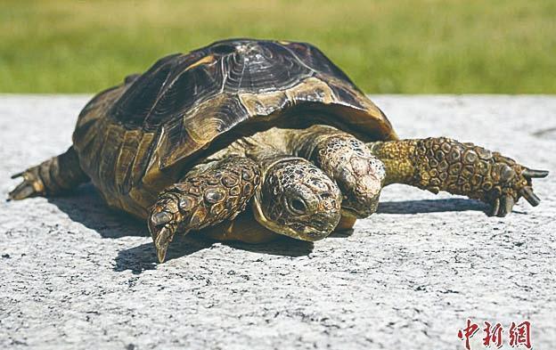 男子饲养“双头龟” 吃饭都像在吵架 罕见生物引热议