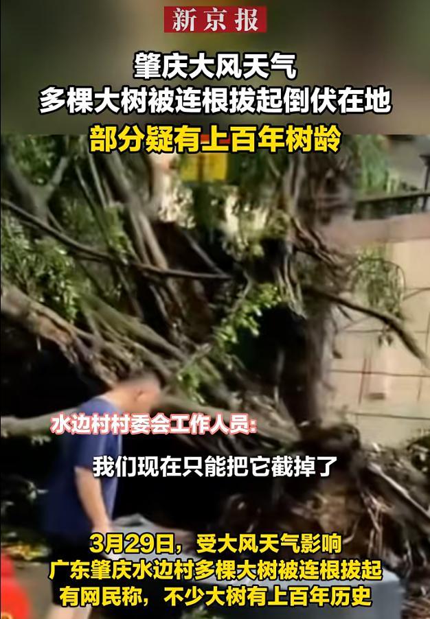 广东一村遭大风袭击 大树被连根拔起