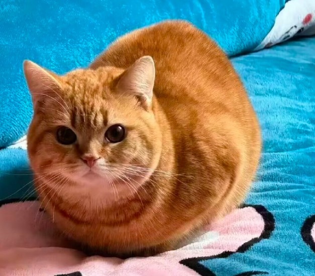 降温了小猫就会这么变得圆圆的