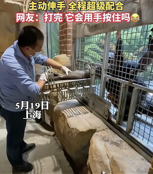 猩猩采完血也会自己按棉签吗 简直太聪明了！