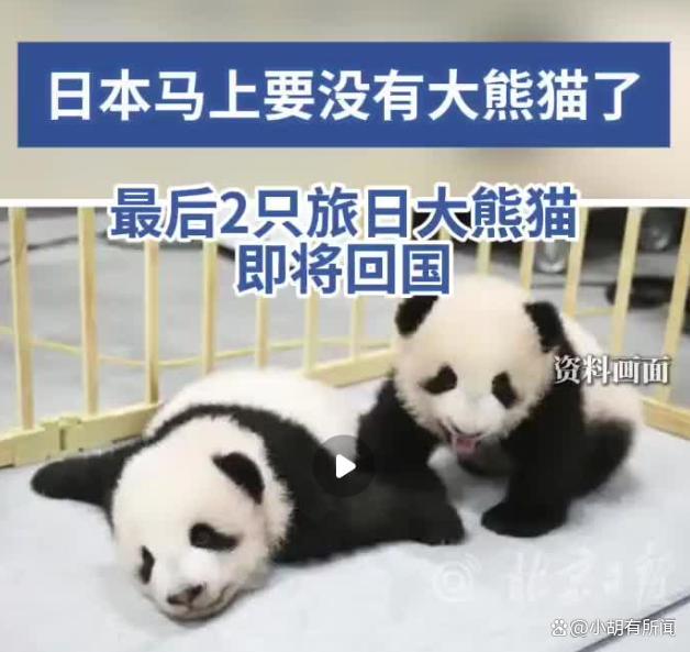 日本民众排队告别中国大熊猫 五十年熊猫热落幕