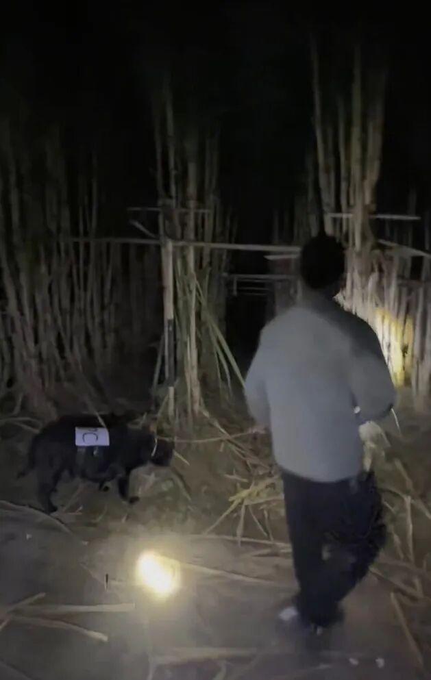 真人版“偷甘蔗”农场新小狗上岗 乡村体验活动爆火