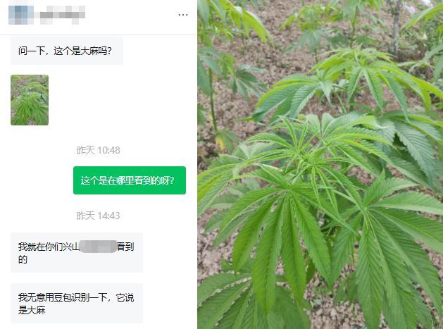 “问一下 这个是大麻吗?”