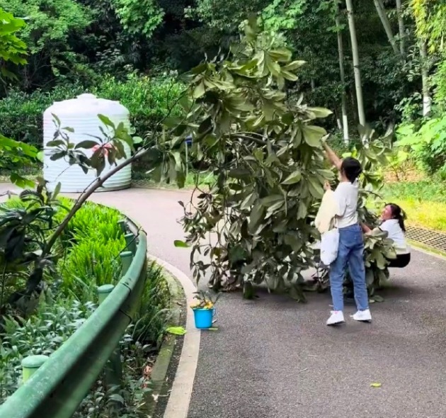 女子为摘枇杷掰弯树干