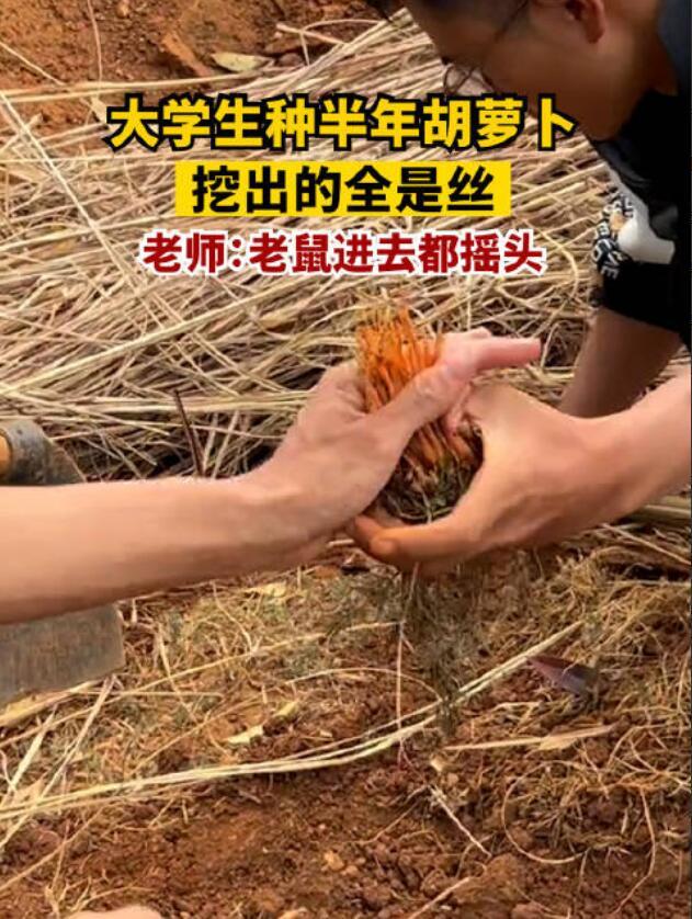 大学生种半年胡萝卜，出土细如虫草，老师：老鼠进去都摇头 网友们看完后说，直接炒胡萝卜丝