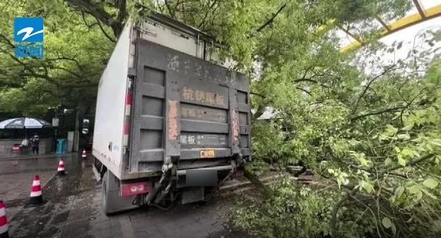 西湖边500年古樟树被撞断该怎样赔