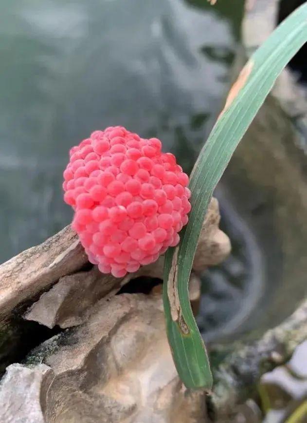 這種“粉葡萄”不能吃,，寄生蟲多達6000條！近期大量出現,，多地集中清理 外來入侵物種警報