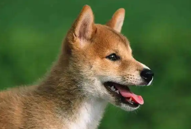 多地不再禁养中华田园犬 土狗终获身份