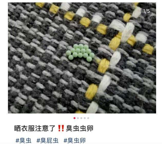 多地已出现！专家：衣服上发现荔蝽虫卵要当心