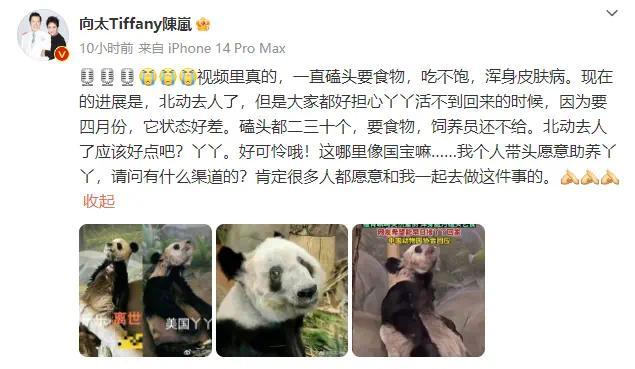 向太陈岚关注旅美熊猫动态 公开称愿意助养丫丫
