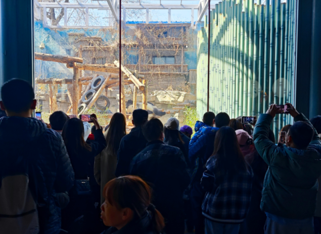 丫丫掀起国宝热 盘点那些在国外“出差”的大熊猫