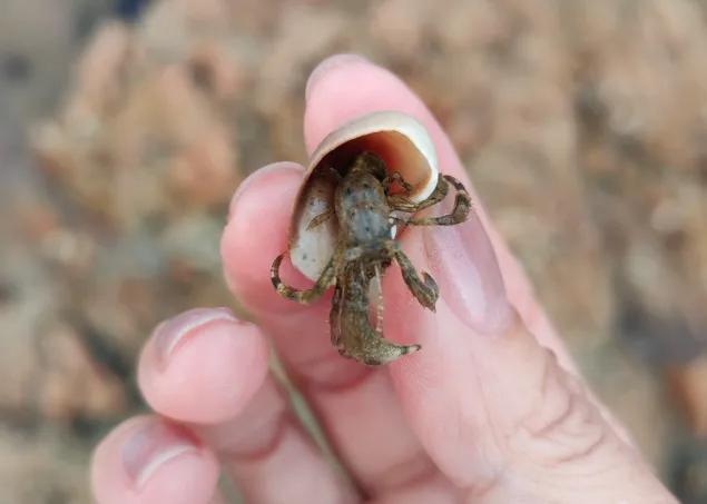 女子買來的寄居蟹殼一碰就亮 真裂蟲引發(fā)的奇妙現象