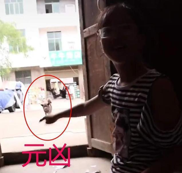 女孩暑假作业被狗子咬碎 不能痛快玩耍，没想到家里的狗狗来了个“神助攻”